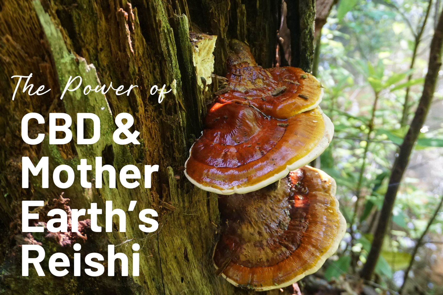 Exploring the Power of CBD and Mother Earth’s Reishi Capsules: A Natural Harmony for Optimal Wellness
